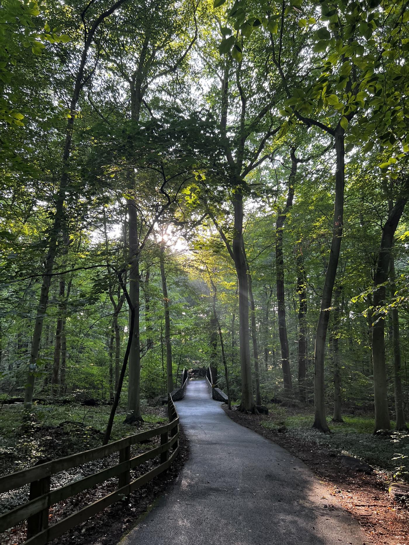 A paved trail curving through tall beech woods toward a wooden footbridge, with a post-and-rail fence alongside and low morning sun through the canopy.