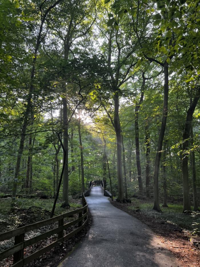 A paved trail curving through tall beech woods toward a wooden footbridge, with a post-and-rail fence alongside and low morning sun through the canopy.