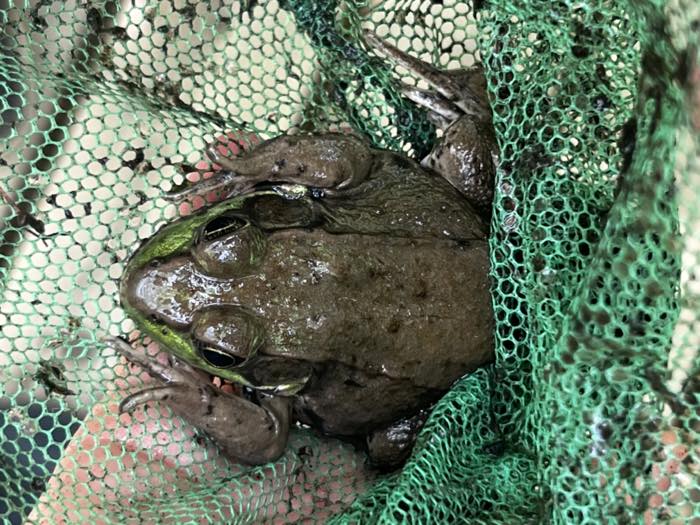 A large green and brown frog sitting in a green mesh dip net held over a hand.