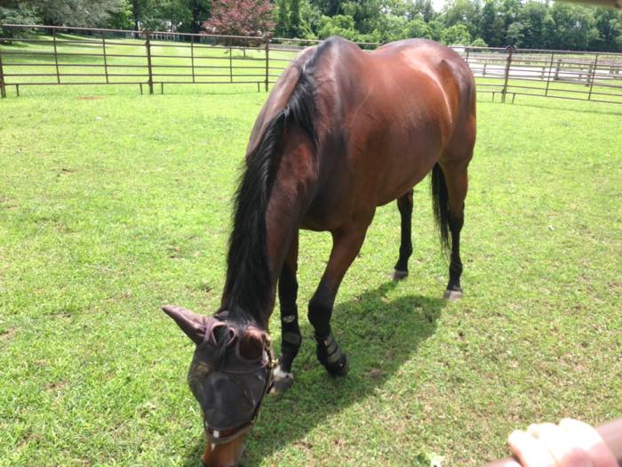 A bay horse in a fly mask grazing in a fenced grass paddock in summer, with white post-and-rail fencing beyond.
