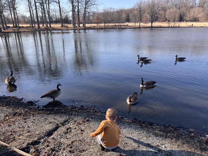 Canada geese on a pond in winter, bare trees, picnic tables and a pavilion along the far bank, and a small child crouched at the gravel edge watching them.