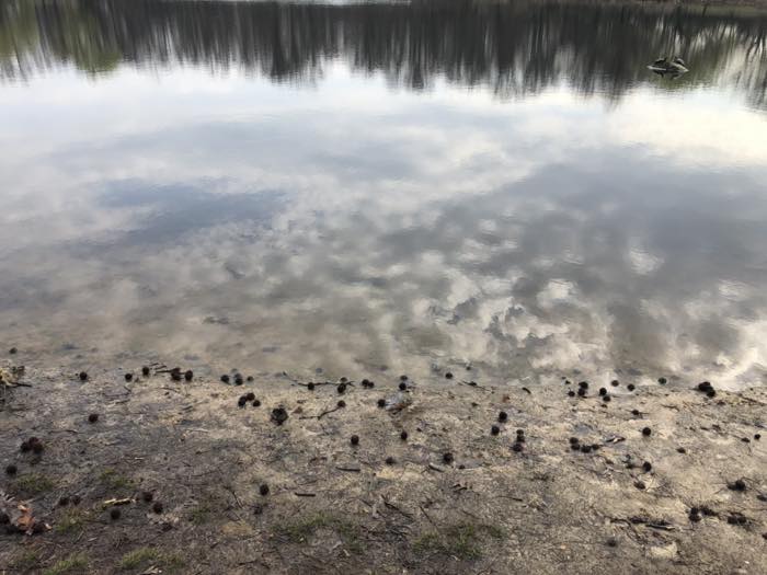 Shallow water over pale sand at the edge of a pond, scattered with sweetgum burrs, with turtles hauled out on a rock in the distance.