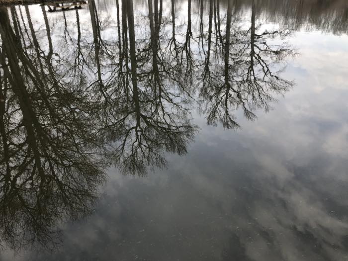 Bare trees reflected in completely still water, with the corner of a wooden dock at the top left.
