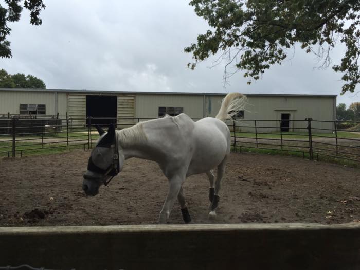 A grey horse in a dirt paddock in front of a long single-storey stable block, with steel gates and rails enclosing it.