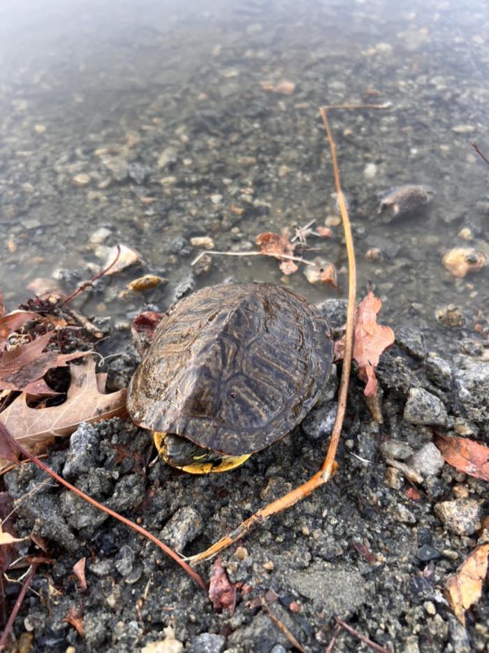 A small turtle with yellow throat markings resting on wet gravel at the edge of shallow water, among fallen autumn leaves.