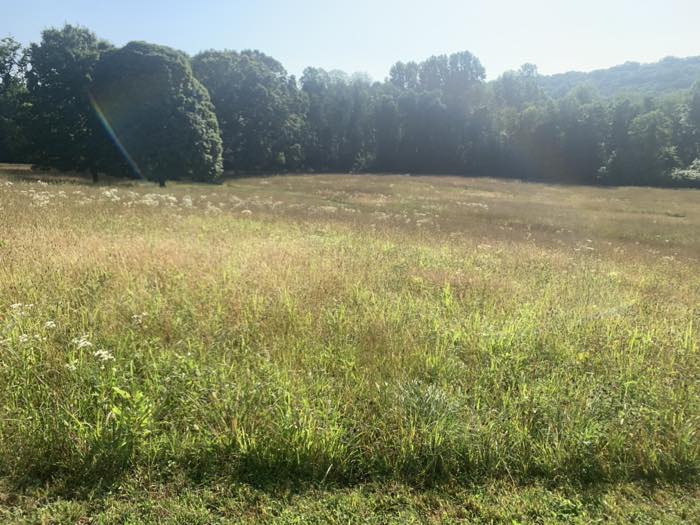 A wide meadow of tall summer grass and white wildflowers with a mown path running through it, backed by a dense tree line and a wooded ridge.