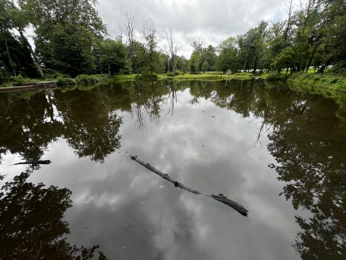 A still pond under a gray sky, the far treeline and clouds mirrored on the surface, a half-sunk log floating in the middle with a small turtle on it.