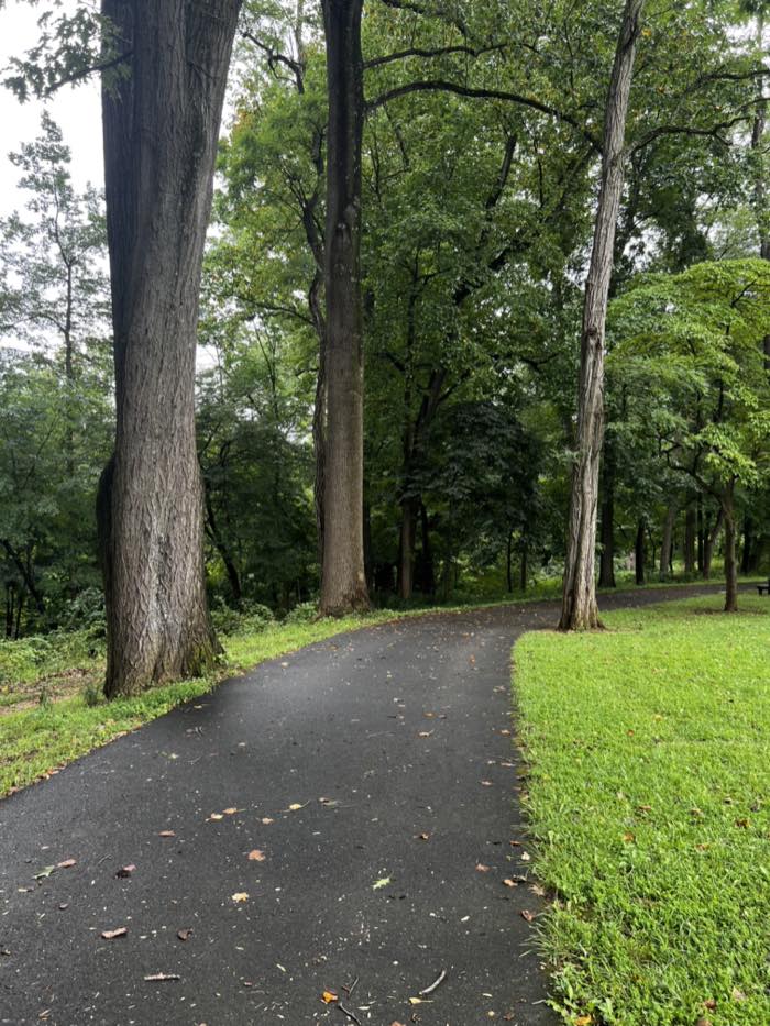 A wet paved path curving away through mature hardwoods, a big trunk close on the left, mown grass to the right and wooded ground rising beyond.