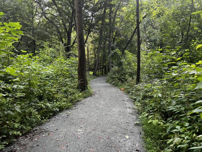 A crushed-stone path curving through dense green summer woods, tall trunks and thick understory close on both sides.