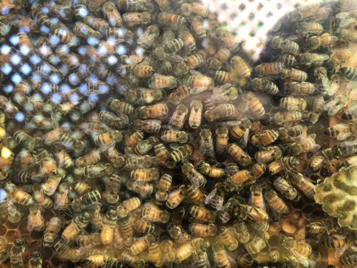 A dense mass of honeybees covering honeycomb behind glass, hundreds of individuals with a few cells of capped comb visible at the edges.