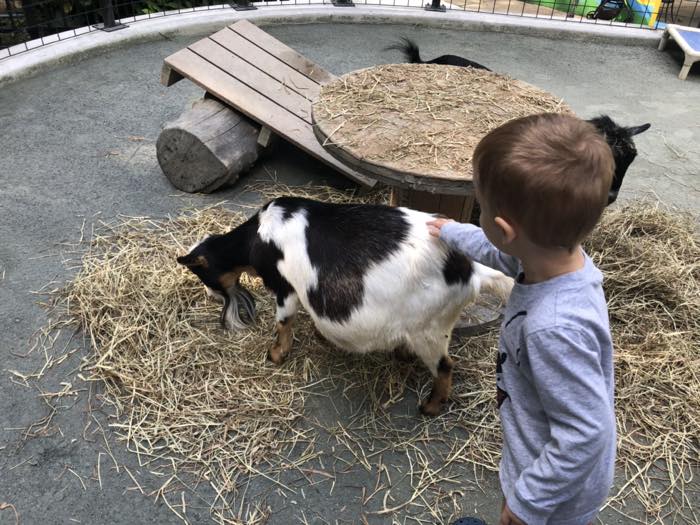 A small child in a gray long-sleeved top reaching out to touch a black and white goat standing on straw in a walled contact yard, with a wooden ramp and platform behind.