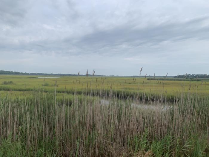 A wide flat salt marsh of green and gold grass under an overcast sky, tall pale reed heads in the foreground and a narrow tidal creek winding away to the left.