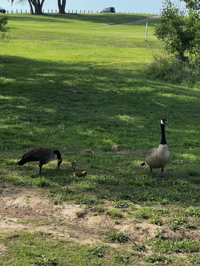 A pair of Canada geese with four goslings grazing on mown grass, with a fenced pasture rising to a track and parked cars at the top of the slope.