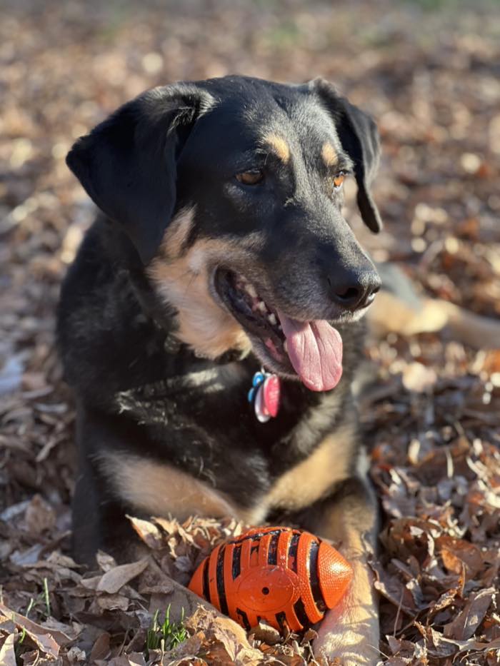 A black and tan dog lying in fallen leaves in low winter sun, tongue out, an orange rubber ball by its paws.
