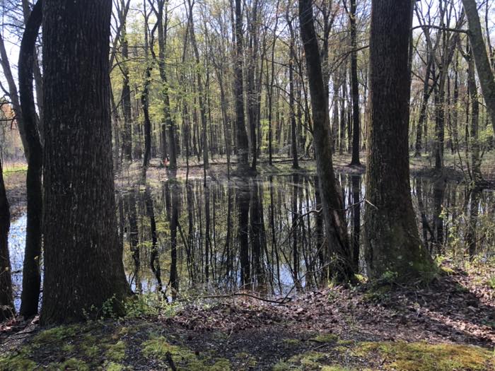 Bare and just-budding trees standing in still floodwater in open woodland, the trunks doubled in the reflection, moss and leaf litter in the foreground.
