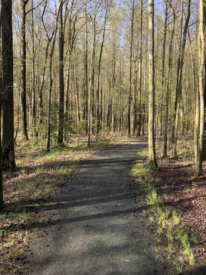 A paved path running beside a stand of tall pale-trunked trees in early spring, moss and leaf litter along the verge.
