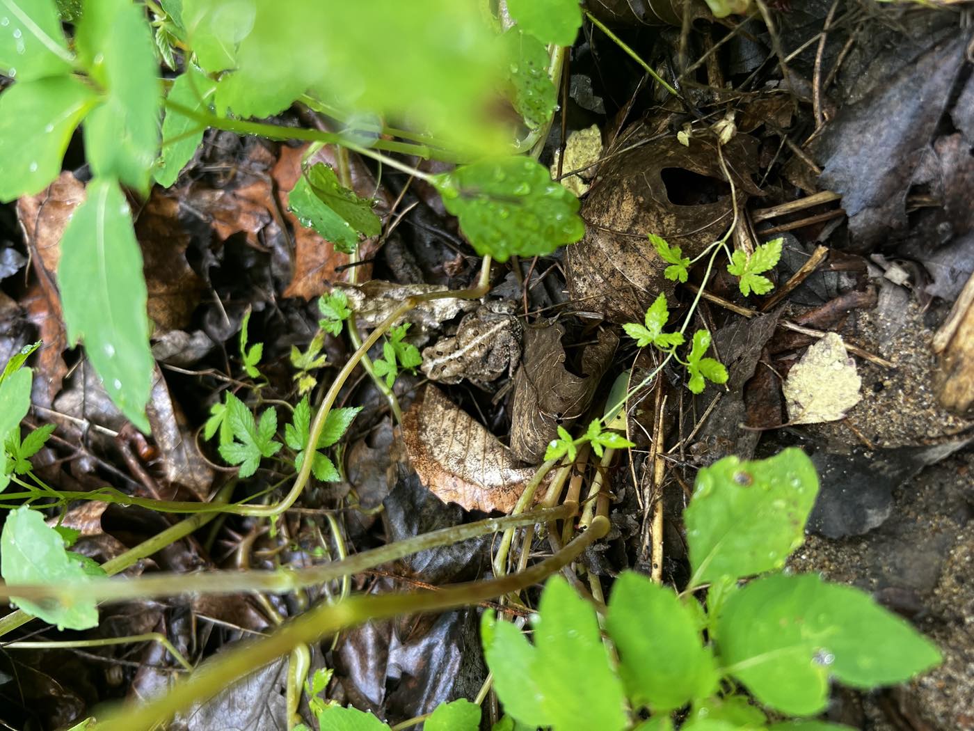 A small toad sitting motionless in wet leaf litter, its mottled brown and grey skin almost indistinguishable from the dead leaves around it.