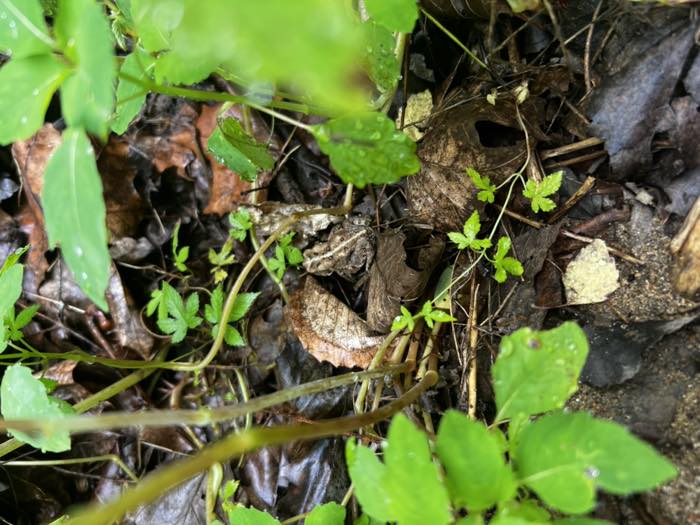 A small toad sitting motionless in wet leaf litter, its mottled brown and grey skin almost indistinguishable from the dead leaves around it.