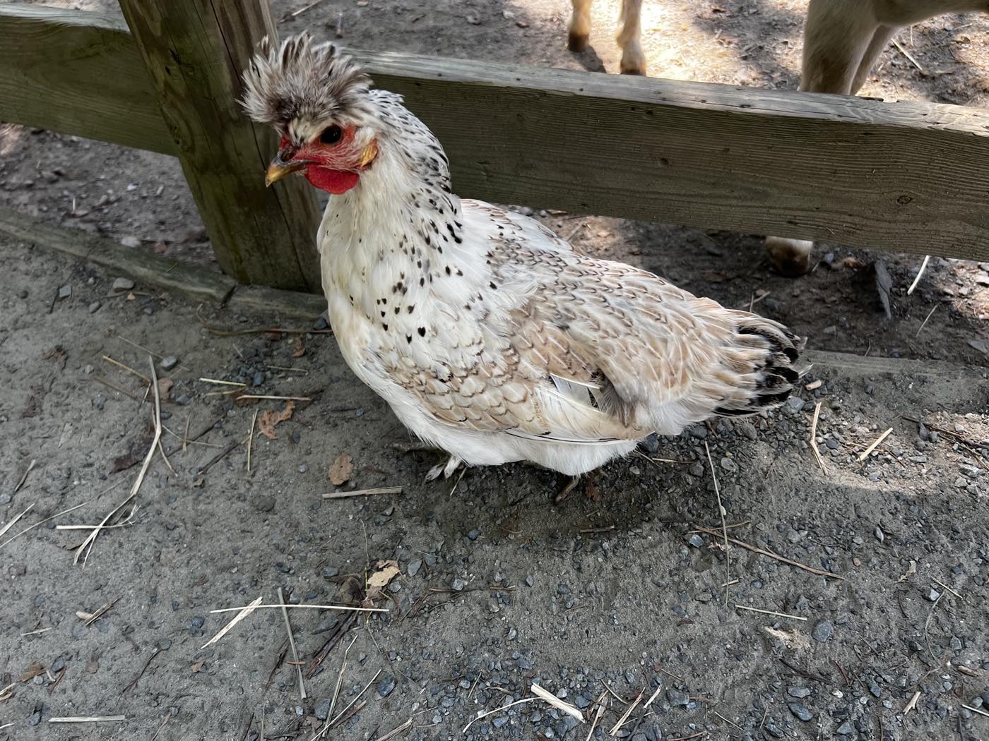 A white and buff speckled hen with a wild gray crest of feathers on its head, standing on bare dirt beside a wooden fence rail, with a hoofed animal's legs visible behind.