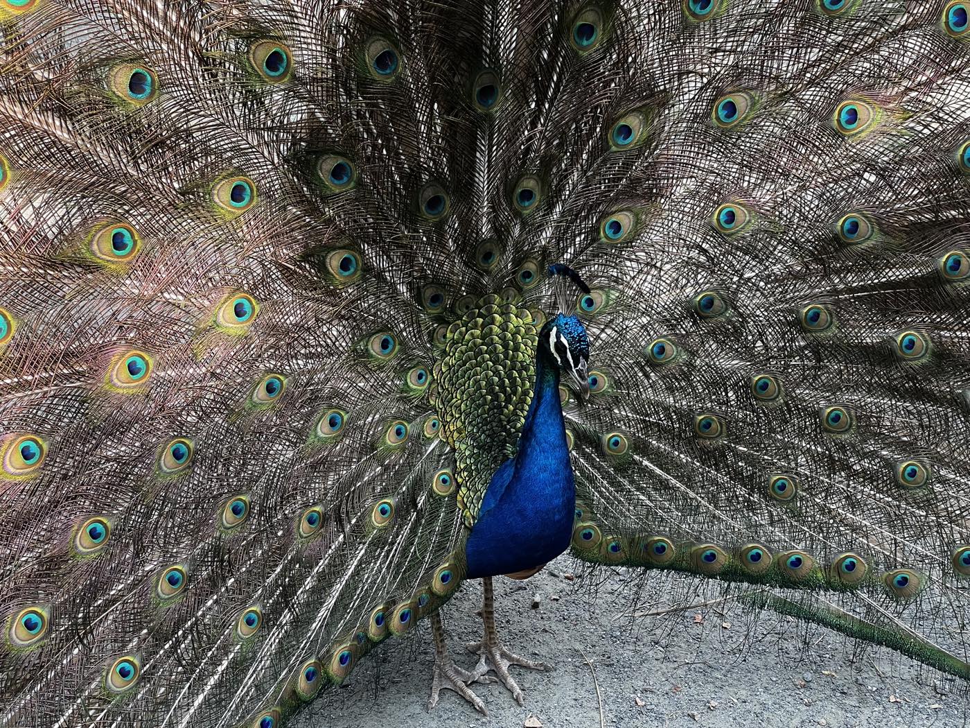 A peacock in full display, filling the frame with its fanned tail of eyed feathers, its blue neck and green crest turned slightly to one side.