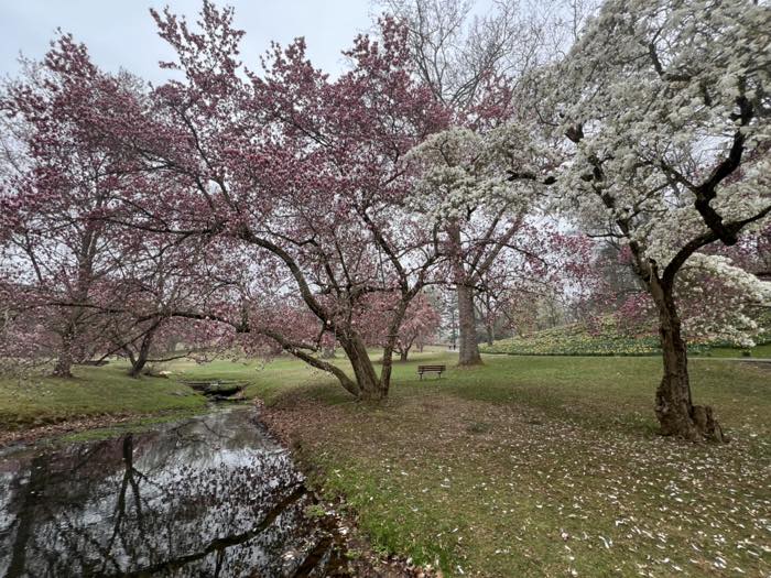 Saucer magnolias in pink bloom and a white star magnolia beside a narrow stream, with a bench, mown grass and a bank of daffodils behind.