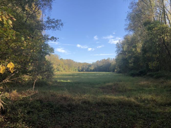 A green clearing seen through a gap between trees in early autumn, with the first yellow leaves in the foreground and woods closing in on both sides.