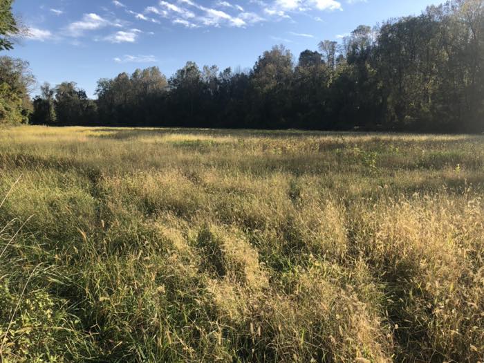 A wide meadow of tall seed-headed autumn grasses running to a dark tree line, under a blue sky with high cloud and low sun.