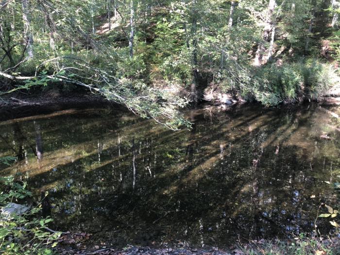 Dark, still creek water in deep shade, mirroring the trunks and branches of the wooded bank above it, with a fallen limb reaching out over the surface.